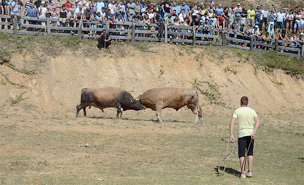 Тешкаш Медоња добио мегдане