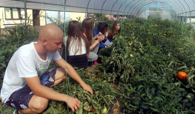 Распуст у пластенику