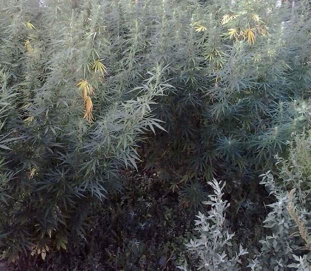 Полиција засад марихуане нашла иза породичне куће у Обреновцу