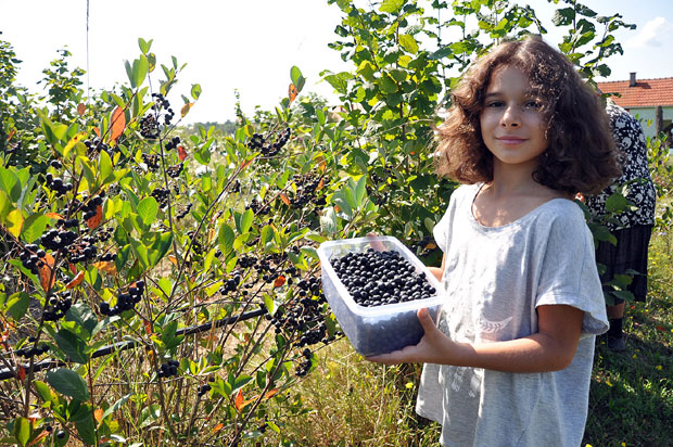 Сок са мајевичких брежуљака