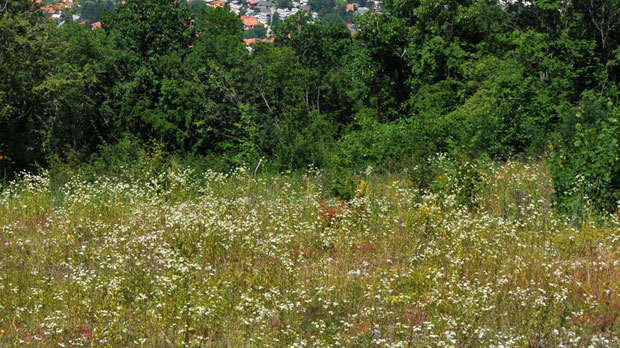 Тривићева: Трава ива на локалитету Озрена биће заштићена