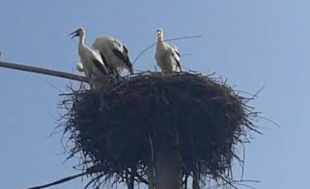 УБИЈЕН ПАР РОДА! Нечувен злочин над птицама у околини Подгорице