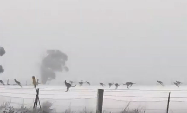 Кенгури снимљени како скакућу по снегу (ВИДЕО)