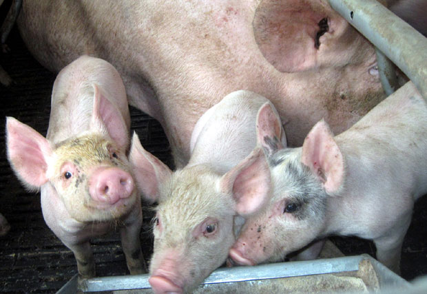 Европљани надзиру наше свиње, ево коме прети највећа опасност