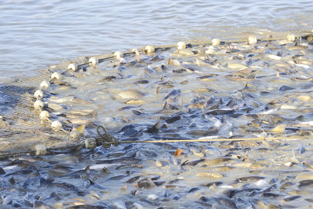 Приче о Мерама: Запремина мередова