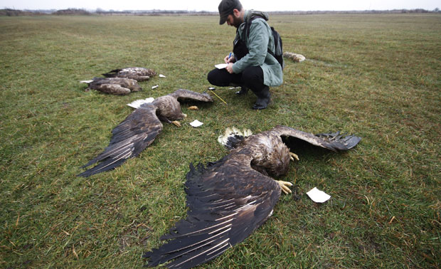 У гурманске баханалије отишло 50.000 препелица