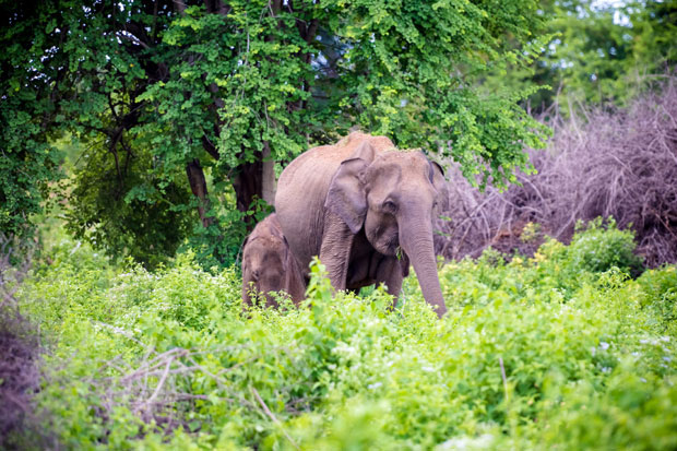Са лица земље нестало више од 50 одсто животиња