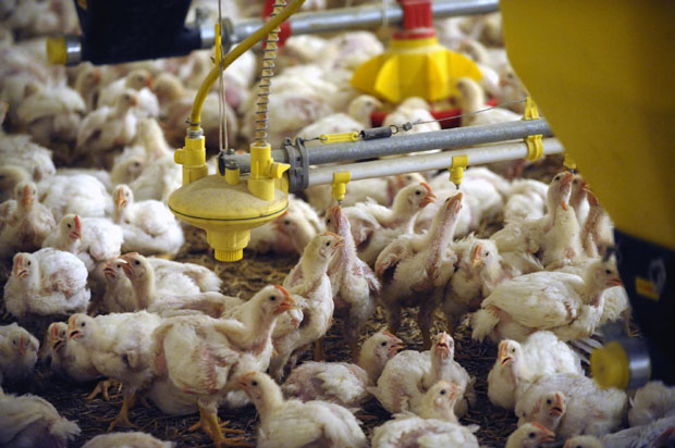 Ограничен увоз пилетине из Турске