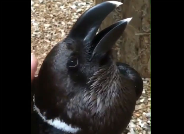 ЗЕЦ ИЛИ ГАВРАН? Ако сте збуњени погледајте поново (ВИДЕО)