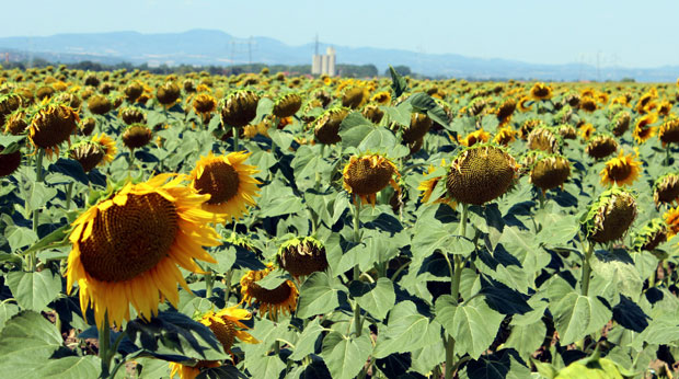 Уљаре и даље слабо плаћају