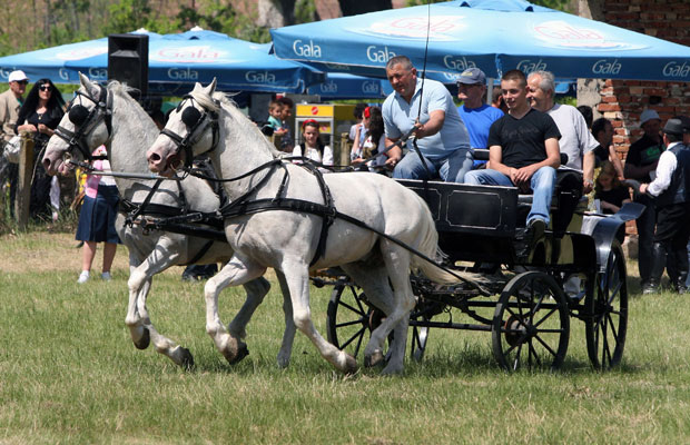 Фијакери у Сомбору ће радити по новом Правилнику