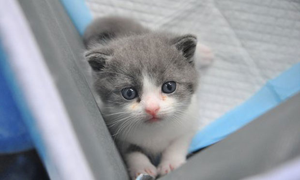 Рођена прва клонирана мачка