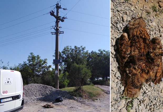 Ретку врсту сове убила струја