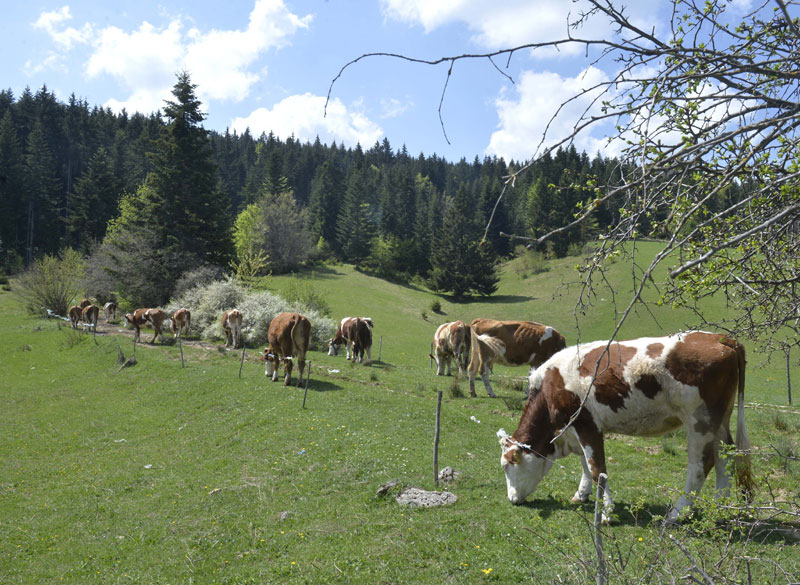 Мењају шницле за кукуруз