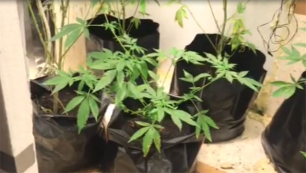 АКЦИЈА У НИШУ: Полиција открила лабораторију марихуане (ВИДЕО)