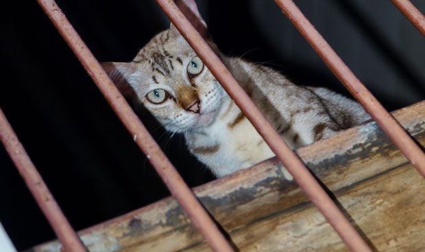 Преко мачке покушали да унесу мобилни телефон у затвор