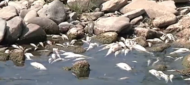 Ненадокнадива штета: Река црне боје, мртве рибе по површини, шири се јак, непријатан мирис