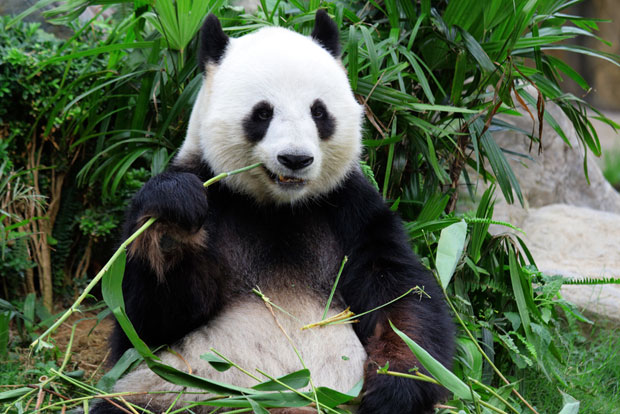 Најстарија панда на свету прославила 37. рођендан