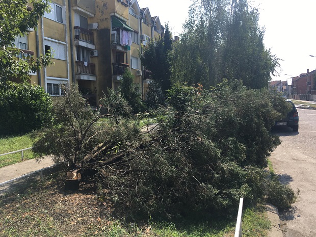 ПРОБУДИО НАС ЈЕ ЗВУК МОТОРНЕ ТЕСТЕРЕ: Група младића и девојака секла јелке моторкама усред ноћи