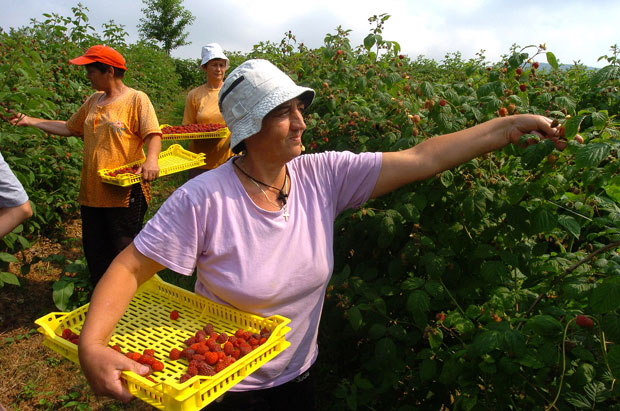 Све више легалних сезонаца 
