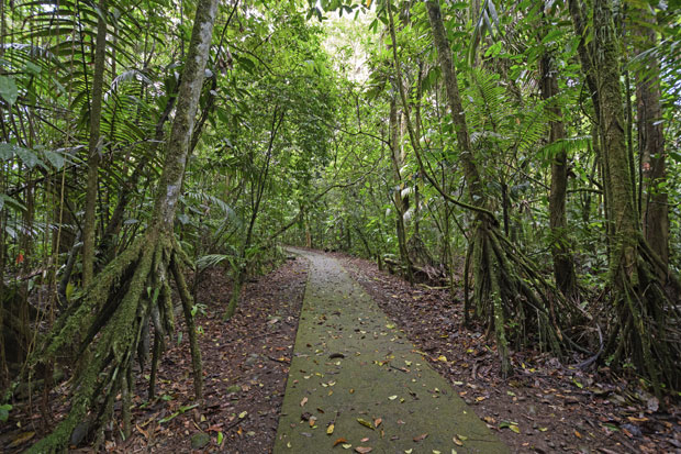 ДРВЕЋЕ КОЈЕ ХОДА: Природна мистерија коју наука још увек не може да објасни