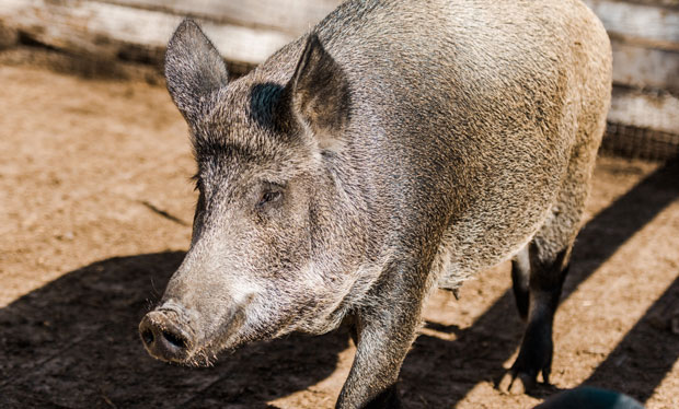 ОПШТИ КАРАМБОЛ: Свиње побегле са фарме и правиле лом у граду