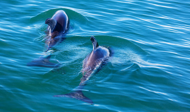 Јапан креће у покољ делфина