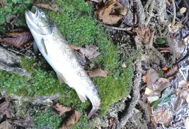 Отров у реци са депоније