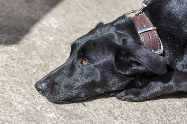 У ЈАБУКОВЦУ ОСТАО САМО ПАС: После масакра, Џеки и даље чека власнике 