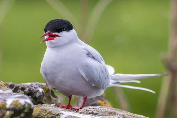 Рибњак из Новог Кнежевца кажњен за уништавање гнезда заштићених птица