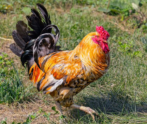 СТАРИЦУ УБИО ПЕТАО: Искрварила у сопственом дворишту