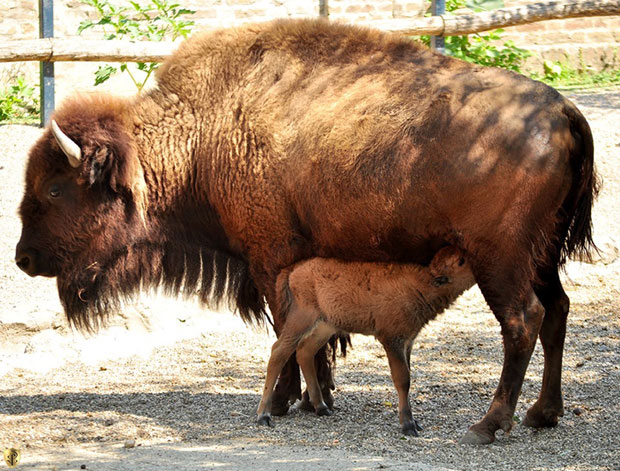 После зебри, и бизони добили младунца