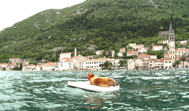 ПРВА КАЗНА ЗА УБИСТВО ПЕТЛА: Традиција гађања кокота одлази у историју?