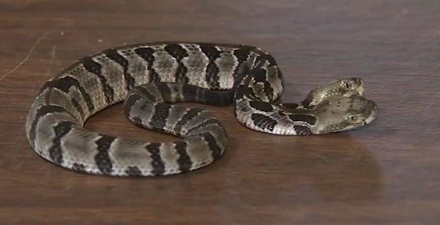 МЕШТАНИ У ХАОСУ: Откривена двоглава звечарка (ВИДЕО)