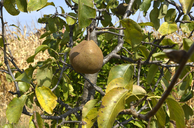 Воћари у страху због ширења храстове стенице, боје се да не нападне воћњаке
