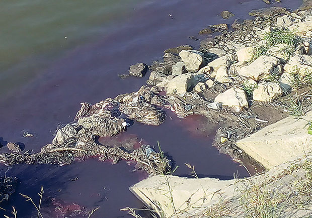 Ада Хуја. Вода љубичаста, али безопасна