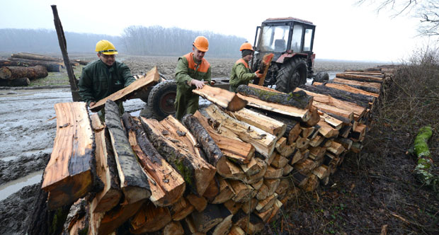 ЛОПОВИ ПУСТОШЕ ШУМЕ: Краду од старачких домаћинстава и то усред дана!