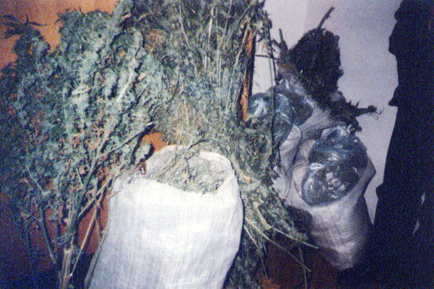 Пиротска полиција открила засад марихуане у њиви