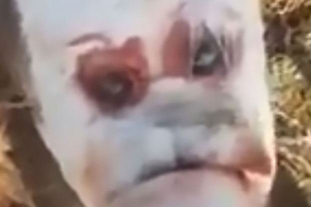 ФАРМЕРИ У ШОКУ: Рођено теле са “људским лицем” (ФОТО/ВИДЕО)