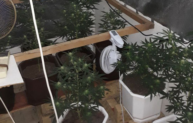 НОВИ САД: У кући нађена лабораторија за узгој дроге