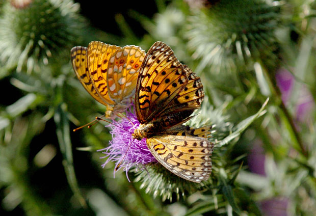 ВРЕМЕНСКА ПРОГНОЗА: У суботу сунчано и топло, до 30 степени