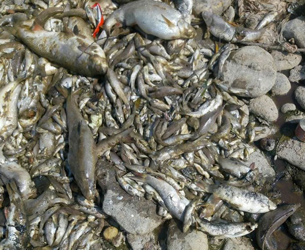 ПОСЛЕ ПОМОРА РИБЕ У БИЈЕЛОМ ПОЉУ: Тужилац наредио претрес фабрика