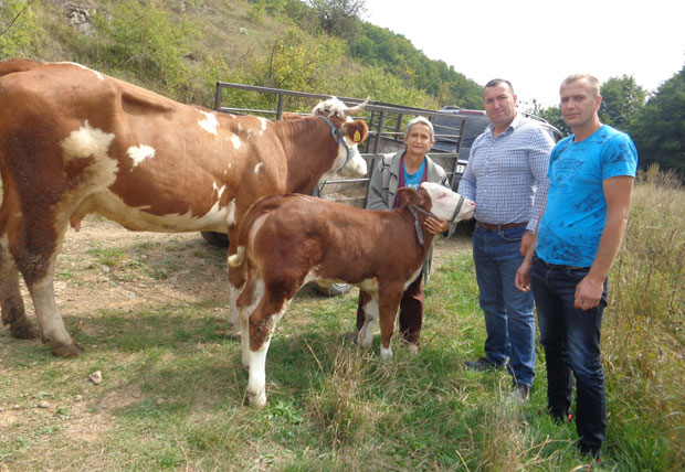 АКЦИЈА НОВОСТИ: Уз трећу краву, Вукици стигло и теле