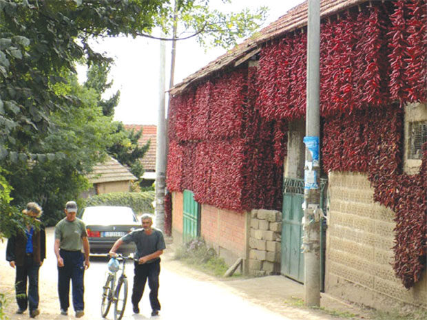 ДАНИ АУТОХТОНЕ ПАПРИКЕ У ЛОКОШНИЦИ: Јована најбрже низала