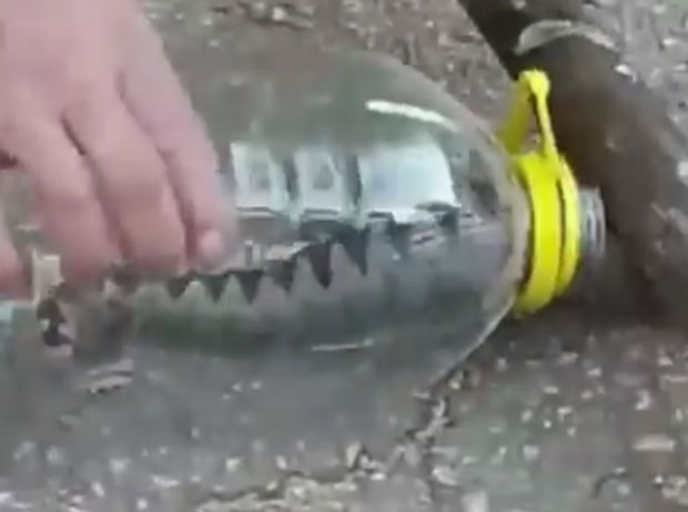 ПОГЛЕДАЈТЕ: Младен уловио поскока, сад му је кућни љубимац (ВИДЕО) 