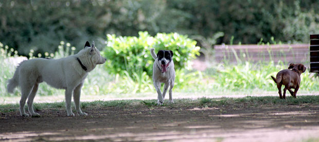 Порез на псе повећао би и број луталица