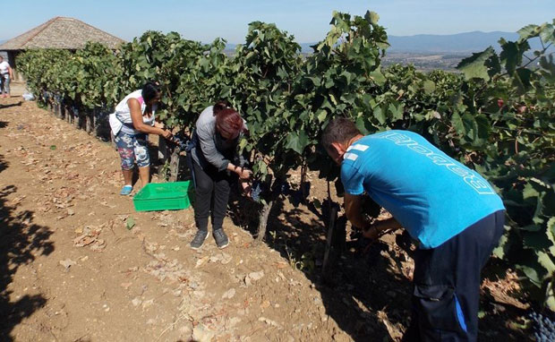 Родило за 250.000 боца вина