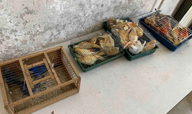 СПРЕЧЕН ШВЕРЦ ПТИЦА: Испод седишта 36 папагаја