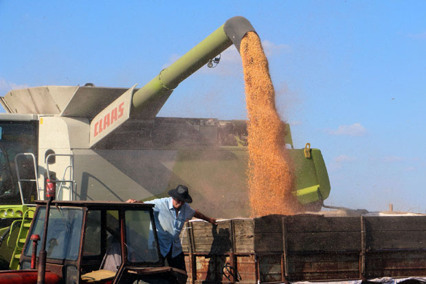 Рекордан род кукуруза?