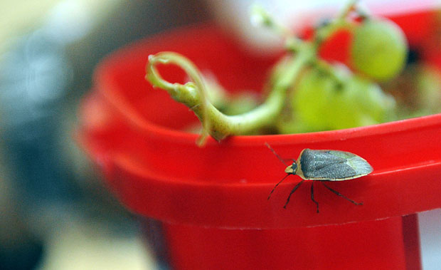 Смрдибубе замениле комарце 
